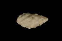 藏品(白結螺)的圖片